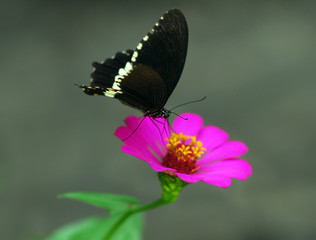 butterfly on flower
