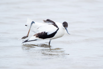 Avocet