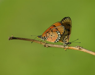 Mating Season Of Butterfly