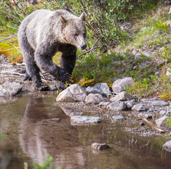 Grizzly bear