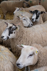 Sheep