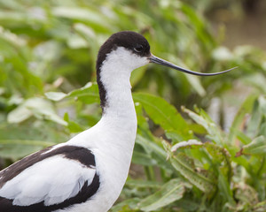 Avocet