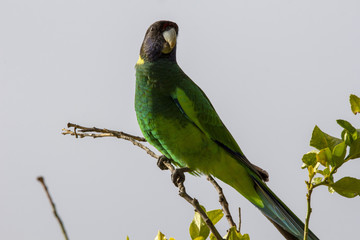 28, Australian Ring Neck Parrot on a branch