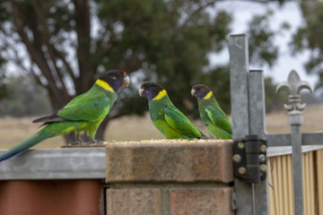 28's, Australian Ring Neck Parrot on a fence