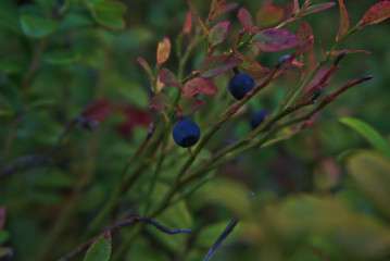 berries on a bush