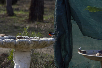 Bird having a bath