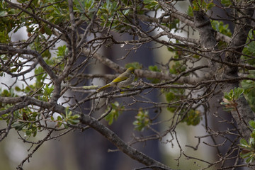 bird in tree