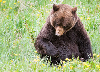 Fototapeta premium Grizzly bear