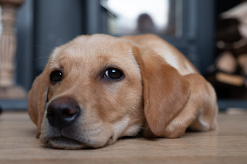 Cute labrador puppy