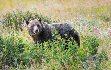 Grizzly bear