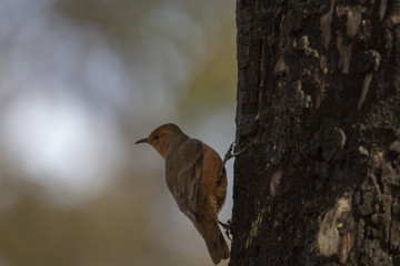 bird on tree