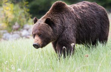 Grizzly bear