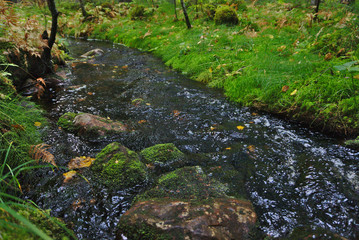 a stream in a forrest