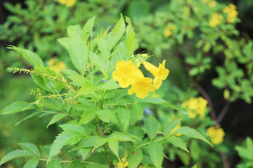 Yellow iris or Iris pseudacorus plant field