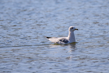 Ring-billed Gull