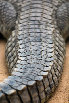 Alligator Tail