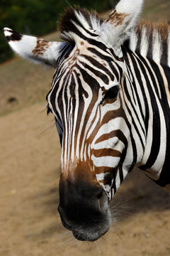 Portrait of African striped coat zebra