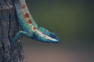 Wild blue crested lizard (Calotes mystaceus) on tree in Thailand