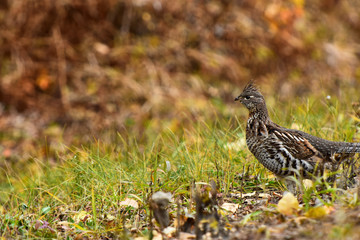 Wild Grouse in Autumn 