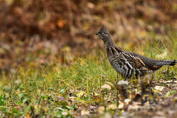 Wild Grouse in Autumn 