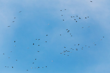 Belarus. Flock Of Common Cranes Or Eurasian Cranes Flying In Sun