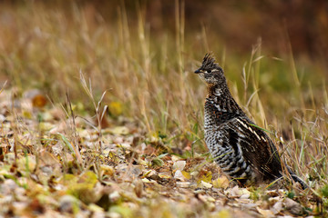 Wild Grouse in Autumn 