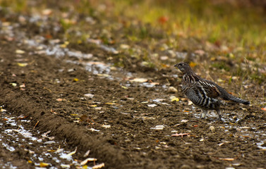 Wild Grouse in Autumn 