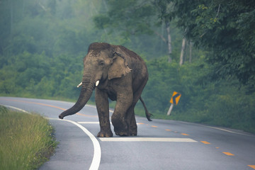 Wild Asian elephant (Elephas maximus) on road in Thailand
