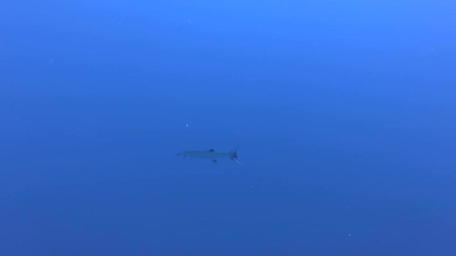 Great Barracuda - Sphyraena barracuda swim in the blue water, Red Sea, Marsa Alam, Egypt 