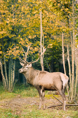 Fototapeta premium Belarus. Male European Red Deer Or Cervus Elaphus In Autumn Fore