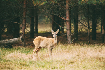 Belarus. Female European Roe Deer Or Capreolus Capreolus, Also K