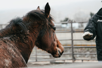 man reaching out to young colt during training