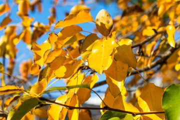 Autumn leaves on the sun. Fall blurred background.
