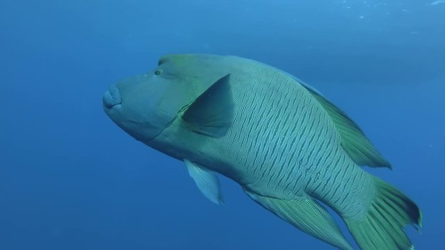 Closeup of Napoleon fish swim on the blue water in sunrays. Humphead Wrasse, Napoleonfish or Giant Wrasse - Cheilinus undulatus. Red Sea, Marsa Alam, Egypt