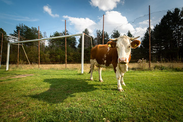 Cow on a village football pitch