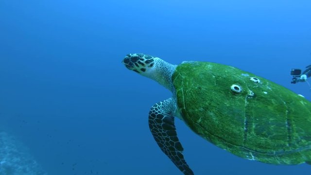 Male scuba diver swim near Sea turtle and takes a picture on Gopro - Low-angle shot, Follow shot. Hawksbill sea turtle or Bissa (Eretmochelys imbricata), Red Sea, Marsa Alam, Egypt
