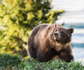 Grizzly bear