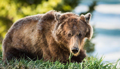 Fototapeta premium Grizzly bear