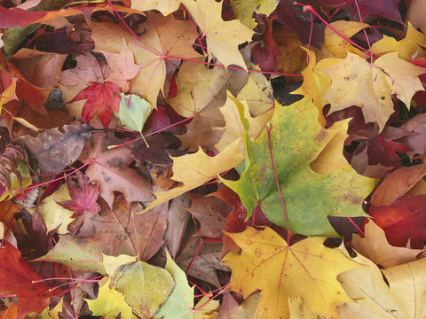 Maple leaves in autumn