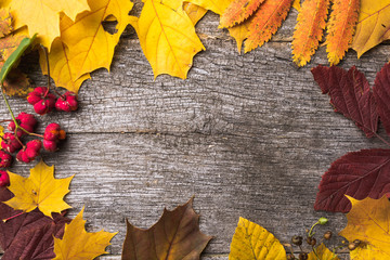 Colorful autumn leaves on rustic and vintage wooden board with copy space. Seasonal frame decoration arranged with dry leaves. Flat-lay visualization. Golden time.