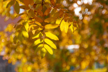 autumn. background of yellow and red oak leaves, Rowan and birch