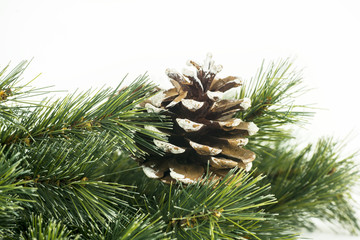 Fir tree branch and cones isolated on white