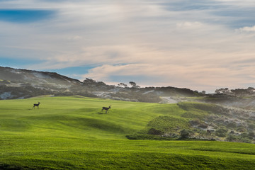 Fototapeta premium deer on green grass in the early light