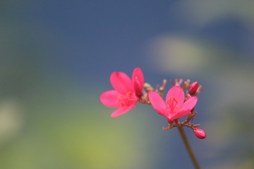 Little Pink Flowers 