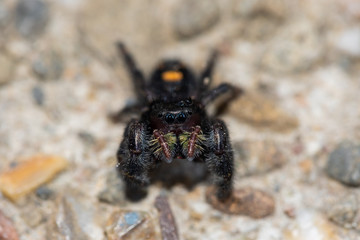jumping spider