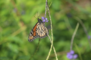 Autumn Butterfly 
