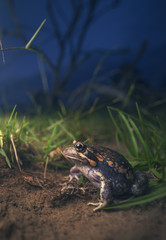 Banjo Frog/Pobblebonk (Limnodynastes dumerilii) at night in grassland