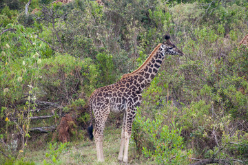 A single young giraffe stand side ways on the edge of green brush and acacia trees. 