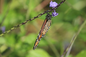 Monarch Butterfly on a vine with Purple Flowers