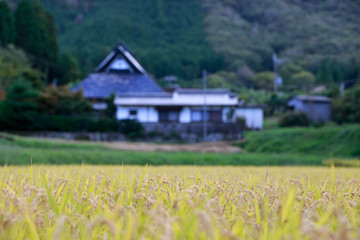 Fototapeta na wymiar Rice filed with shallow depth of field, blurring traditional Japanese farmhouse in background